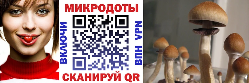 Псилоцибиновые грибы Cubensis  цены   Белокуриха 